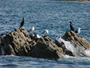 Seabirds on rocks