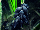 cuttlefish