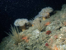 Reef