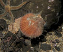 Juvenile Scallop, Keith Hiscock