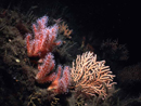 Alcyonium and Eunicella