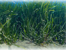 Posidonia