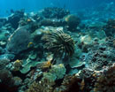 Coral reef