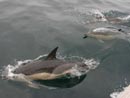 Common dolphin