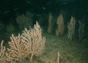 Pink Sea Fan