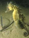 Long snouted seahorse