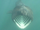 Basking Shark